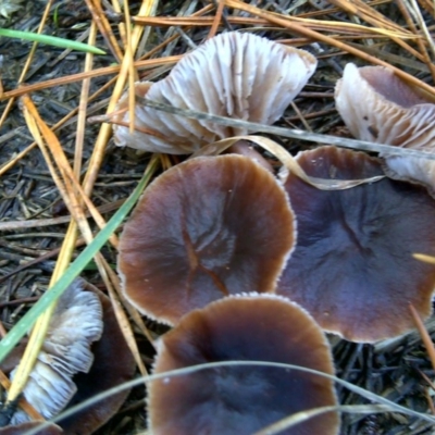 Collybia s.l. at Isaacs Ridge and Nearby - 10 Jun 2016 by Mike