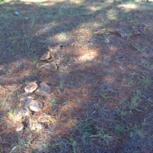 Suillus sp. at Isaacs, ACT - 10 Jun 2016 02:05 PM