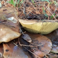 Suillus sp. at Isaacs, ACT - 10 Jun 2016