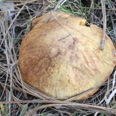 Suillus luteus (Slippery Jack) at Lyneham, ACT - 6 Jun 2016 by PeteWoodall