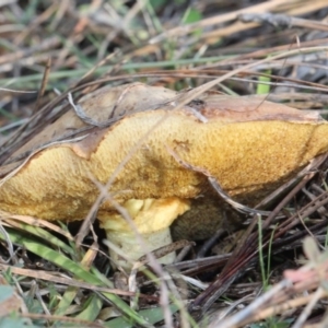 Suillus luteus at Lyneham, ACT - 6 Jun 2016