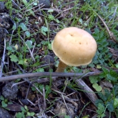 zz agaric (stem; gills white/cream) at Isaacs, ACT - 10 Jun 2016 by Mike