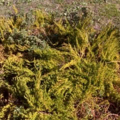 Dysphania pumilio (Small Crumbweed) at Isaacs Ridge - 14 Jun 2016 by Mike