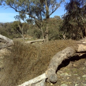 Clematis leptophylla at Isaacs, ACT - 14 Jun 2016