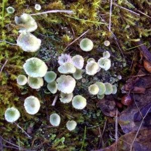 Cladonia sp. (genus) at Isaacs Ridge - 10 Jun 2016