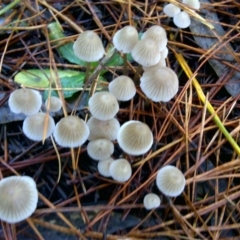 Mycena sp. ‘grey or grey-brown caps’ at Isaacs, ACT - 9 Jun 2016 by Mike