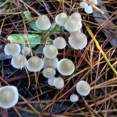 Mycena sp. ‘grey or grey-brown caps’ at Isaacs Ridge and Nearby - 9 Jun 2016 by Mike