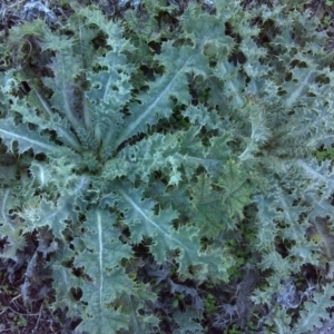 Onopordum acanthium at Isaacs Ridge - 29 May 2016