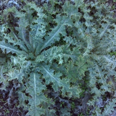 Onopordum acanthium (Scotch Thistle) at Jerrabomberra, ACT - 29 May 2016 by Mike