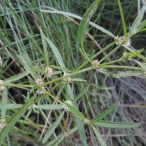 Alternanthera denticulata at Kambah Pool - 23 Feb 2016