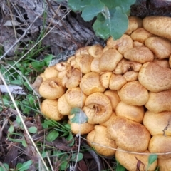 Gymnopilus junonius (Spectacular Rustgill) at Mount Mugga Mugga - 18 Jun 2016 by Mike