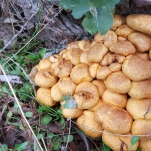 Gymnopilus junonius at O'Malley, ACT - 18 Jun 2016 10:26 AM