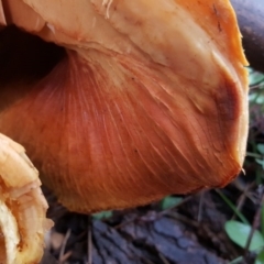 Gymnopilus junonius at O'Malley, ACT - 18 Jun 2016