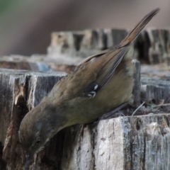 Sericornis frontalis (White-browed Scrubwren) at Kambah Pool - 23 Feb 2016 by MichaelBedingfield