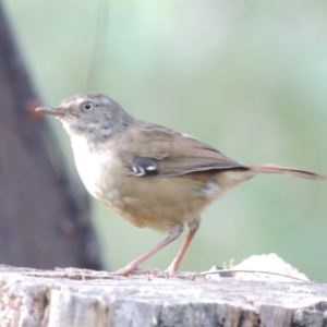 Sericornis frontalis at Kambah Pool - 23 Feb 2016