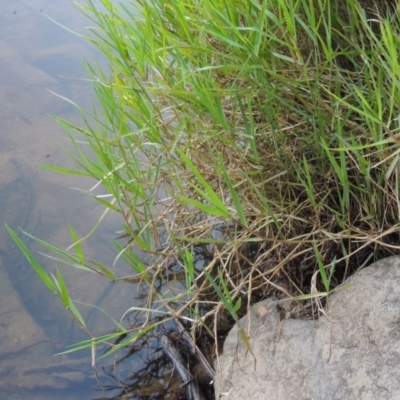 Paspalum distichum (Water Couch) at Kambah Pool - 23 Feb 2016 by michaelb