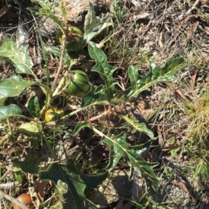 Solanum cinereum at Stromlo, ACT - 12 Jun 2016