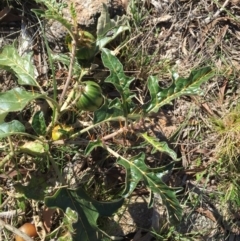 Solanum cinereum (Narrawa Burr) at Stromlo, ACT - 12 Jun 2016 by JanetRussell