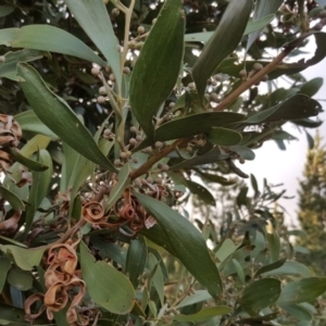 Acacia melanoxylon at Jerrabomberra, ACT - 11 Jun 2016