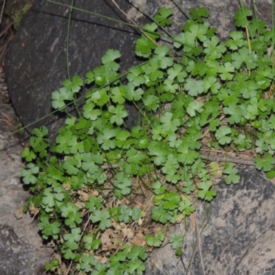Hydrocotyle tripartita (Pennywort) at Kambah Pool - 23 Feb 2016 by MichaelBedingfield