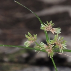 Cyperus eragrostis (Umbrella Sedge) at Kambah Pool - 23 Feb 2016 by MichaelBedingfield