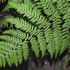 Hypolepis glandulifera (Downy Ground Fern) at Kambah Pool - 23 Feb 2016 by MichaelBedingfield