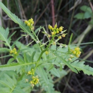 Rorippa palustris at Kambah Pool - 23 Feb 2016