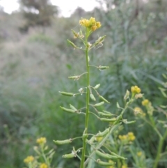 Rorippa palustris (Marsh Watercress) at Kambah Pool - 23 Feb 2016 by michaelb