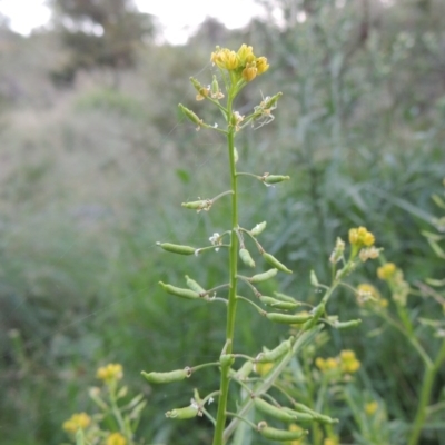 Rorippa palustris (Marsh Watercress) at Kambah Pool - 23 Feb 2016 by michaelb