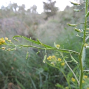 Rorippa palustris at Kambah Pool - 23 Feb 2016 08:05 PM