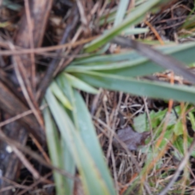 Dianella sp. aff. longifolia (Benambra) (Pale Flax Lily, Blue Flax Lily) at Tharwa, ACT - 17 Jun 2016 by MichaelMulvaney