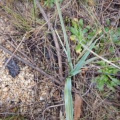 Dianella sp. aff. longifolia (Benambra) at Tharwa, ACT - 17 Jun 2016