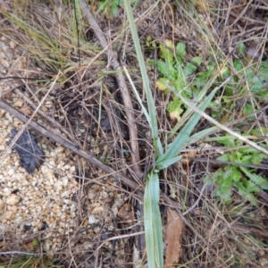 Dianella sp. aff. longifolia (Benambra) at Tharwa, ACT - 17 Jun 2016 11:42 AM