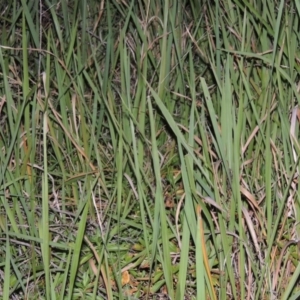 Imperata cylindrica at Bullen Range - 23 Feb 2016