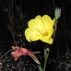 Oenothera stricta subsp. stricta (Common Evening Primrose) at Kambah Pool - 23 Feb 2016 by michaelb