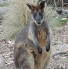 Wallabia bicolor (Swamp Wallaby) at Paddys River, ACT - 18 Mar 2013 by michaelb