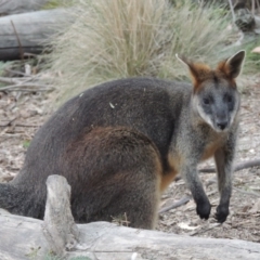 Wallabia bicolor at Paddys River, ACT - 18 Mar 2013