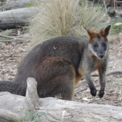 Wallabia bicolor at Paddys River, ACT - 18 Mar 2013