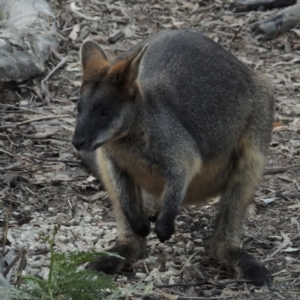 Wallabia bicolor at Paddys River, ACT - 18 Mar 2013