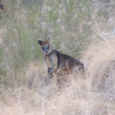 Wallabia bicolor (Swamp Wallaby) at Gigerline Nature Reserve - 27 Jun 2015 by michaelb