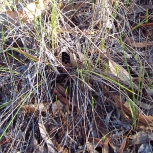 Corunastylis clivicola at Cook, ACT - suppressed