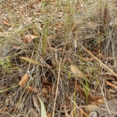 Corunastylis clivicola (Rufous midge orchid) at Mount Painter - 19 Feb 2016 by CathB