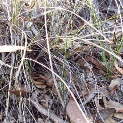 Corunastylis clivicola (Rufous midge orchid) at Cook, ACT - 21 Apr 2016 by CathB