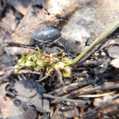 Corunastylis cornuta (Horned Midge Orchid) at Aranda, ACT - 21 Feb 2016 by CathB