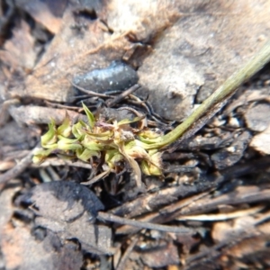 Corunastylis cornuta at Aranda, ACT - suppressed