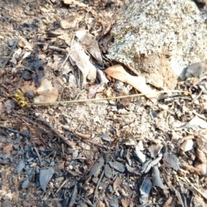 Corunastylis cornuta at Aranda, ACT - suppressed