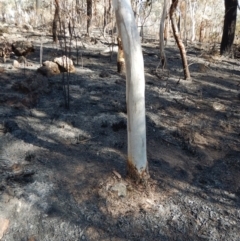 Corunastylis cornuta at Aranda, ACT - 22 Feb 2016