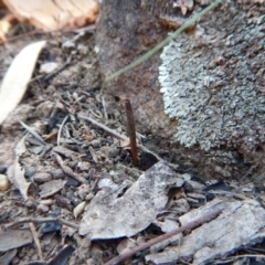 Corunastylis cornuta (Horned Midge Orchid) at Aranda, ACT - 9 Apr 2016 by CathB