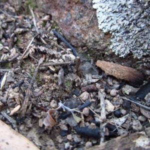 Corunastylis cornuta at Aranda, ACT - 2 May 2016