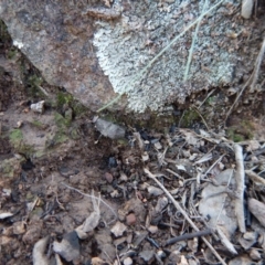 Corunastylis cornuta (Horned Midge Orchid) at Aranda Bushland - 13 May 2016 by CathB